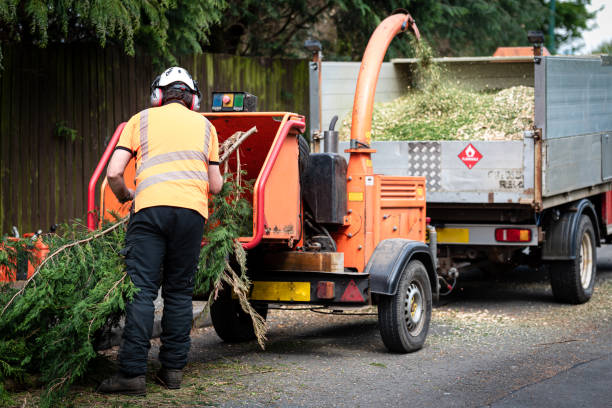 Best Tree Maintenance Programs  in Knightsen, CA