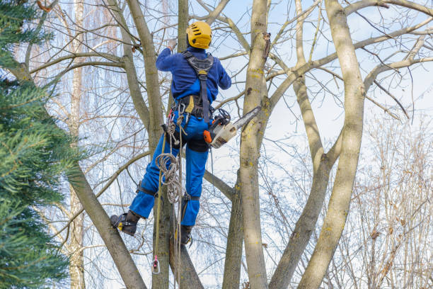 Best Commercial Tree Services  in Knightsen, CA