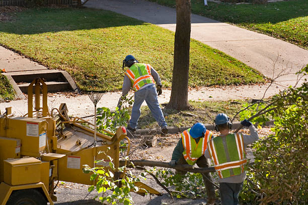 Best Utility Line Clearance  in Knightsen, CA